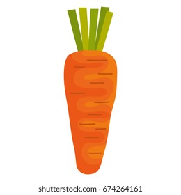 carrot fresh isolated icon