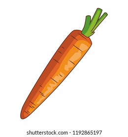 Carrot fresh vegetable