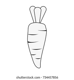Carrot fresh vegetable