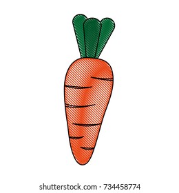Carrot fresh vegetable