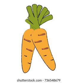 Carrot fresh vegetable