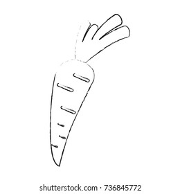 Carrot fresh vegetable
