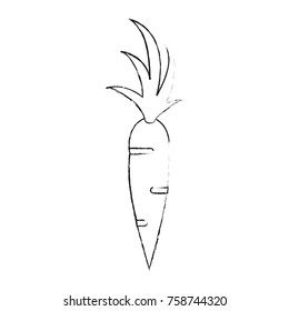 Carrot fresh vegetable