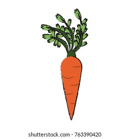 Carrot fresh vegetable