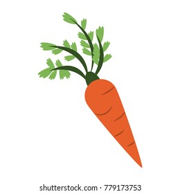 Carrot fresh vegetable