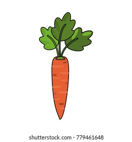 Carrot fresh vegetable