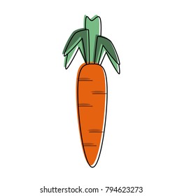 Carrot fresh vegetable