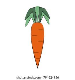 Carrot fresh vegetable