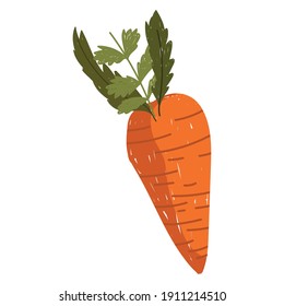 carrot fresh vegetable health food icon white background vector illustration