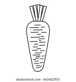 carrot fresh vegetable icon