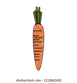 Carrot fresh vegetable scribble