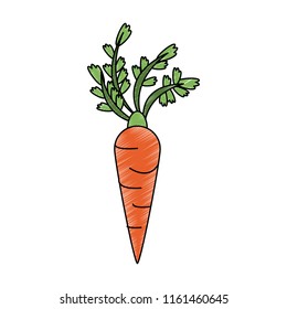 Carrot fresh vegetable scribble