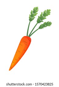 Carrot fresh vegetable vector concept. Healthy diet flat style illustration. Isolated green food, can be used in restaurant menu, cooking books and organic farm label