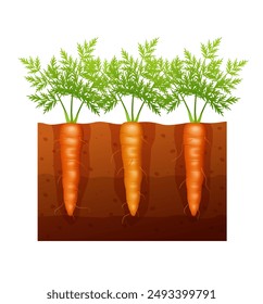 Carrot in the garden. Carrots growing in soil. Vector illustration.