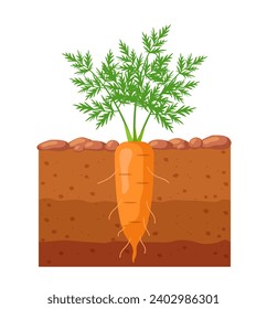 Möhre im Garten. Möhren wachsen im Boden. Vektorgrafik.
