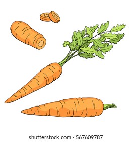 Carrot graphic set color white isolated sketch illustration vector