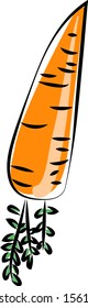 Carrot from the ground, illustration, vector on white background