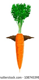 Carrot Grow in Ground