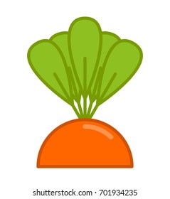 carrot grow isolated. Vegetable on garden bed