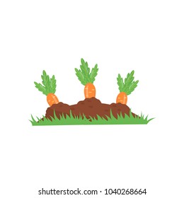 Carrot growing from ground. Vegetable on garden bed. Organic and healthy food. Agronomic product. Concept of farming or gardening. Colorful flat vector icon