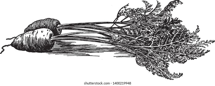 The carrot grows in cool temperatures. Carrots grow in small gardens and even flower beds, vintage line drawing or engraving illustration.