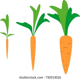 163 Carrots Life Cycle Stock Illustrations Images Vectors Shutterstock Carrot Growth Stages 260nw 730313026