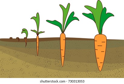 Carrot growth stages