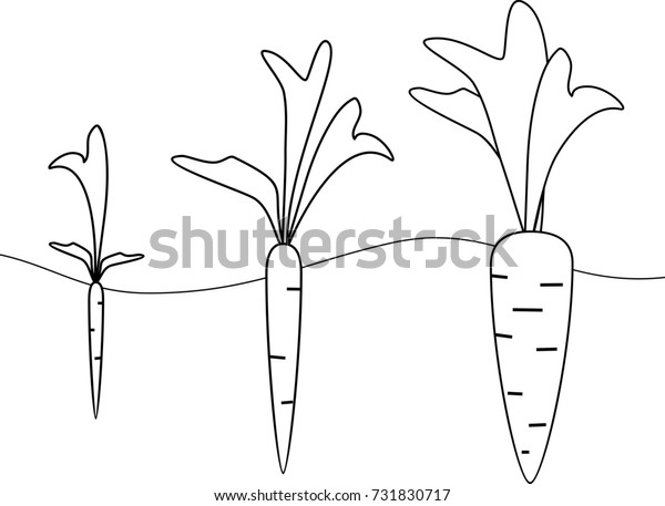 Carrot Growth Stages Coloring Pages Stock Vector Royalty Free