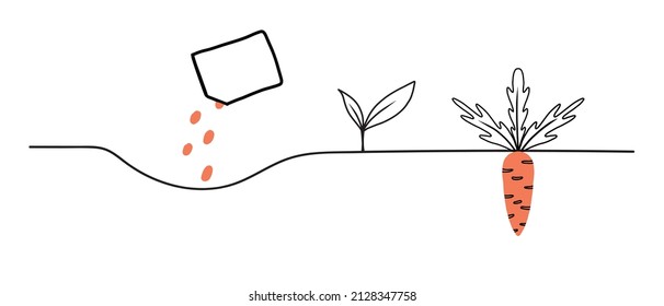 Carrot growth stages. Life cycle of a carrot plant. Instructions for planting carrots.Vector illustration in doodle style isolated on white background