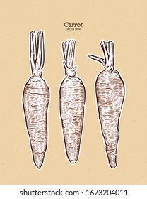 carrot, hand draw sketch vector.