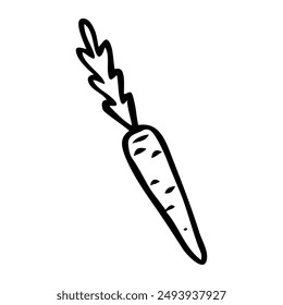 Carrot hand drawn in doodle style. Ripe fruit vegetable. Vegetarian healthy food. Root plant. Natural economy. Farm product. Vector line art illustration.