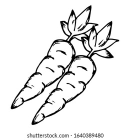Carrot hand drawn icon vector illustration on doodle style