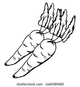Carrot hand drawn icon vector illustration on doodle style