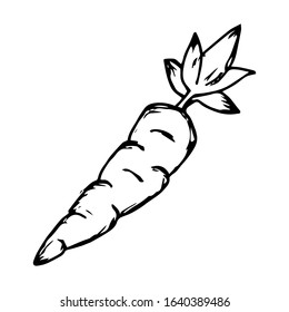 Carrot hand drawn icon vector illustration on doodle style