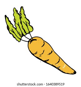 Carrot hand drawn icon vector illustration on doodle style