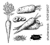 Carrot hand drawn vector illustration set. Isolated Vegetable engraved style object with sliced pieces. Detailed vegetarian food drawing. Farm market product. Great for menu, label, icon
