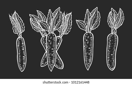Carrot hand drawn vector illustration set. Isolated Vegetable engraved style object. Farm market product. Great for menu, label, icon, Detailed vegetarian food drawing.