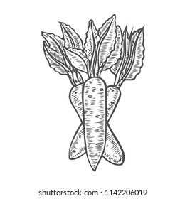 Carrot hand drawn vector illustration. Isolated Vegetable engraved style object. Detailed vegetarian food drawing. Farm market product. Great for menu, label, icon