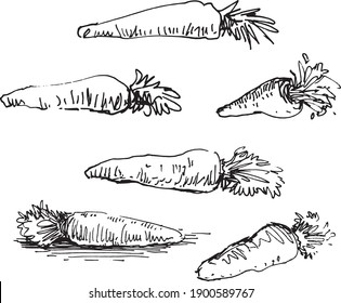 carrot hand drawn vector illustration set