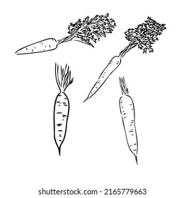 Conjunto de ilustraciones vectoriales dibujadas a mano. Objeto de estilo esculpido aislado con trozos en rodajas. Dibujo detallado de comida vegetariana. Producto del mercado agrícola. Ideal para menú, etiqueta, icono