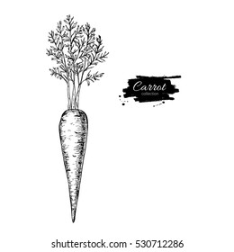 Carrot hand drawn vector illustration. Isolated Vegetable engraved style object. Detailed vegetarian food drawing. Farm market product. Great for menu, label, icon