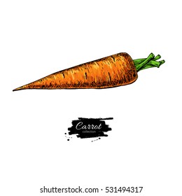 Carrot hand drawn vector illustration. Vegetable Isolated object. Detailed vegetarian food drawing. Farm market product.Great for menu, label, icon