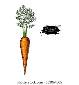 Carrot hand drawn vector illustration. Vegetable Isolated object. Detailed vegetarian food drawing. Farm market product.Great for menu, label, icon