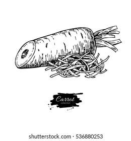 Carrot hand drawn vector illustration. Isolated Vegetable engraved style object with sliced pieces. Detailed vegetarian food drawing. Farm market product. Great for menu, label, icon