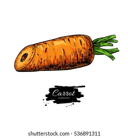 Carrot hand drawn vector illustration. Vegetable Isolated half cut object. Detailed vegetarian food drawing. Farm market product.Great for menu, label, icon