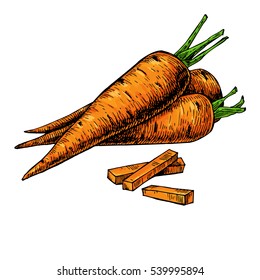 Carrot hand drawn vector illustration. Isolated Vegetable artistic style object with sliced pieces. Detailed vegetarian food drawing. Farm market product. Great for menu, label, icon
