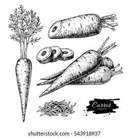 Carrot hand drawn vector illustration set. Isolated Vegetable engraved style object with sliced pieces. Detailed vegetarian food drawing. Farm market product. Great for menu, label, icon
