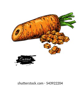 Carrot hand drawn vector illustration. Isolated Vegetable artistic style object with sliced pieces. Detailed vegetarian food drawing. Farm market product. Great for menu, label, icon