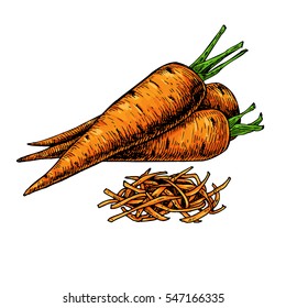 Carrot hand drawn vector illustration. Isolated Vegetable artistic style object with sliced pieces. Detailed vegetarian food drawing. Farm market product. Great for menu, label, icon