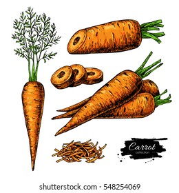 Carrot hand drawn vector illustration set. Isolated Vegetable artistic style object with sliced pieces. Detailed vegetarian food drawing. Farm market product. Great for menu, label, icon